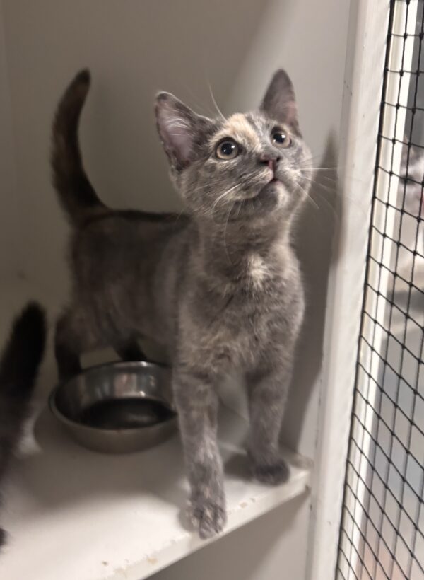 Papillon - sweet kitten - Image 2