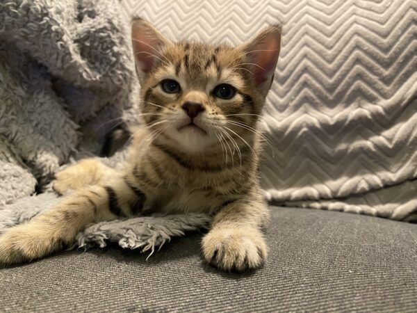 Chidi - opinionated little 'cheetah' - Image 4