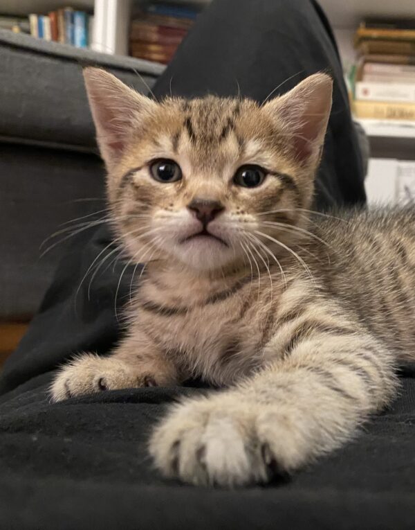 Chidi - opinionated little 'cheetah'