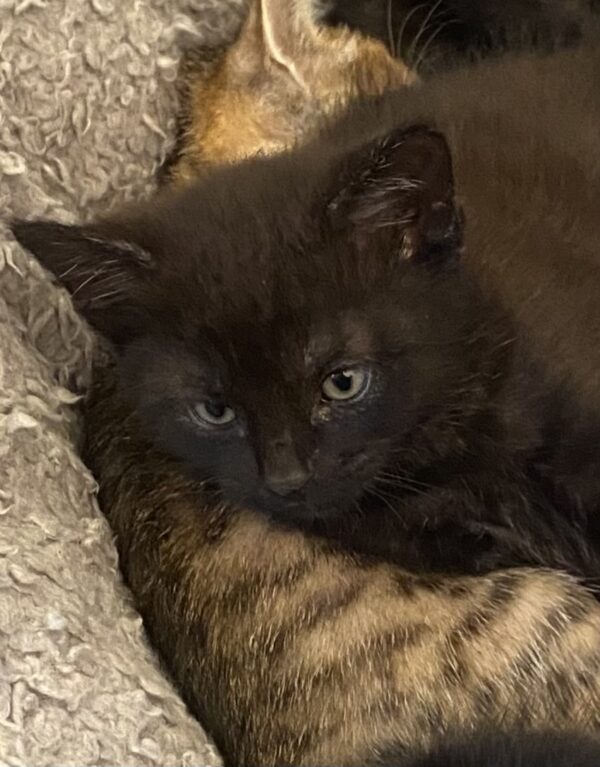 Makena - snuggly thinker