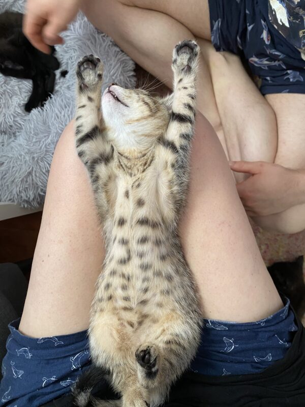 Chidi - opinionated little 'cheetah' - Image 3