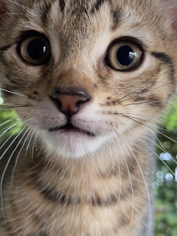 Chidi - opinionated little 'cheetah' - Image 2