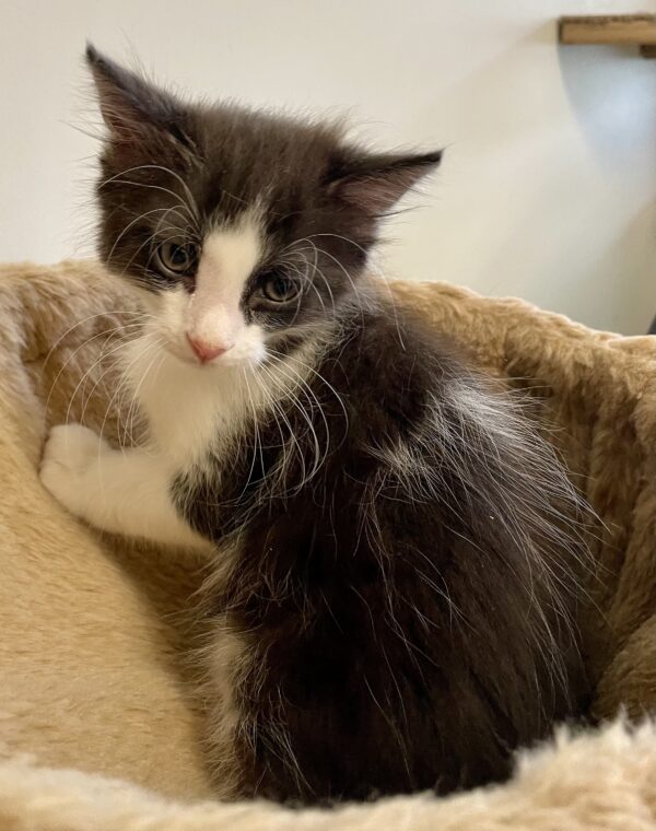 July - playful, curious boy