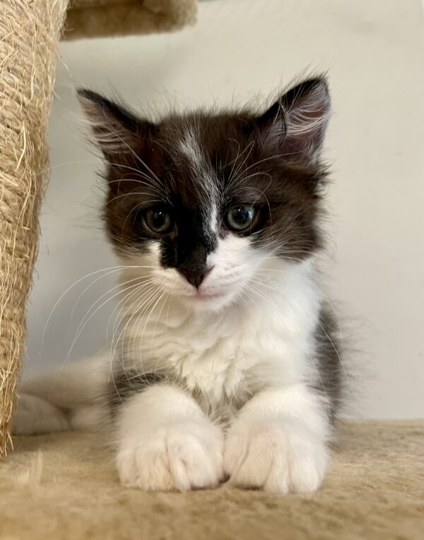 Sammy - sweet patchy boy - Image 2
