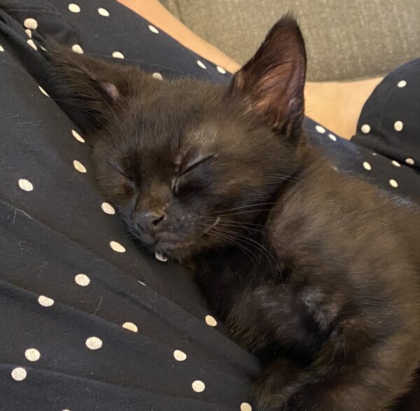 Kaikura - little bundle of energy