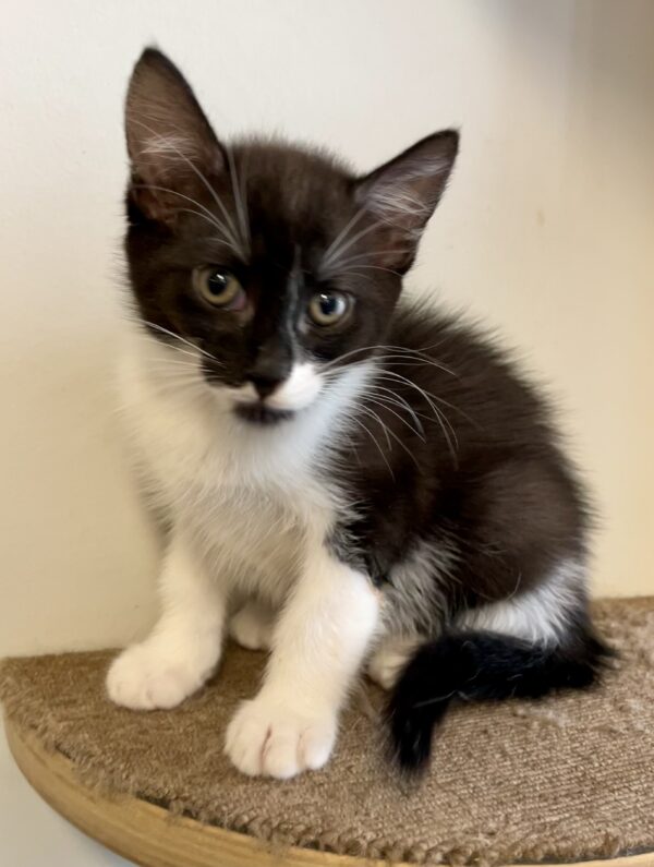 Sonny - adventurous and inquisitive kitten