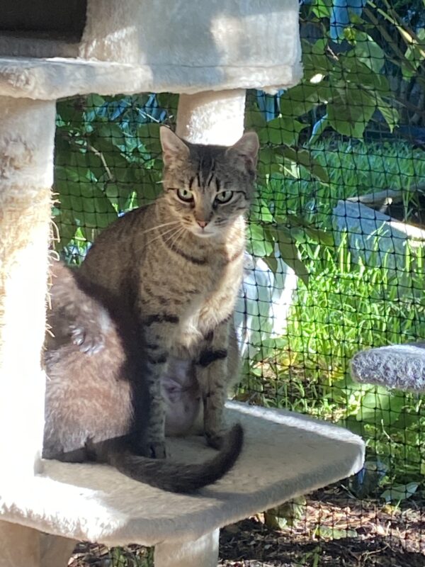 Savannah - gentle and playful mum - Image 3