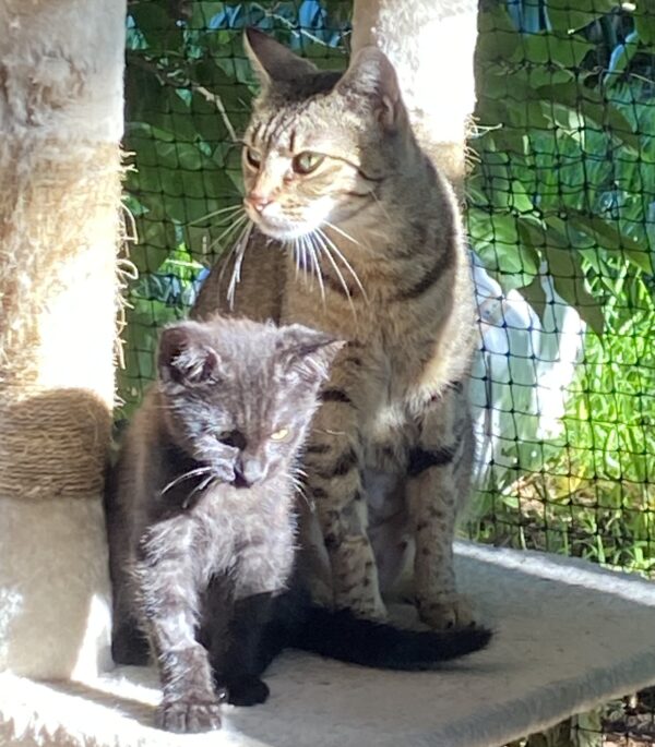 Savannah - gentle and playful mum - Image 4