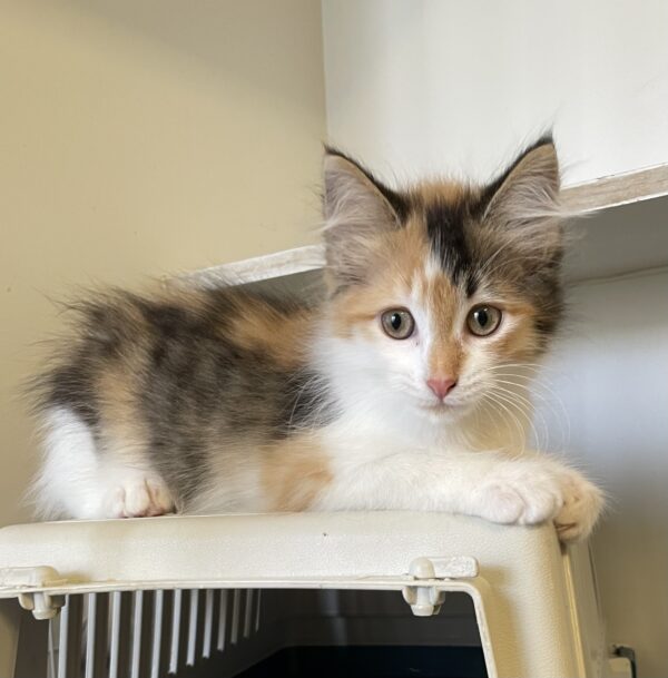 Elsie - adorable calico girl - Image 2