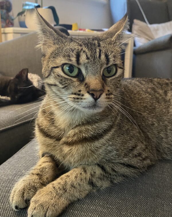 Savannah - gentle and playful mum