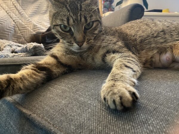 Savannah - gentle and playful mum - Image 2