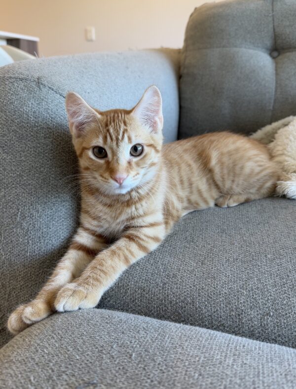 Chandler - energetic and playful boy