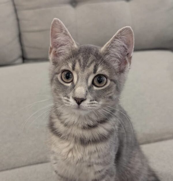 Rachel - sweet and curious girl