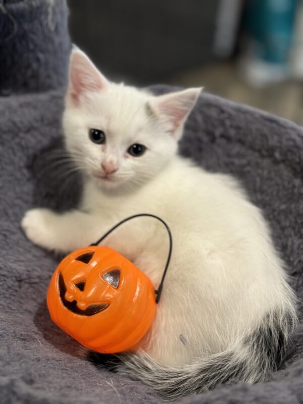 Bullseye - affectionate little cuddle bug