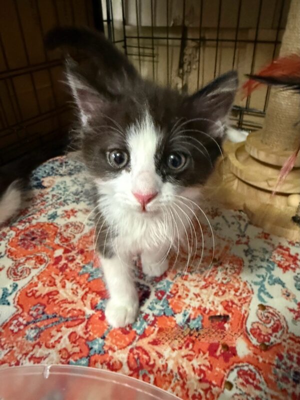 July - playful, curious boy - Image 2