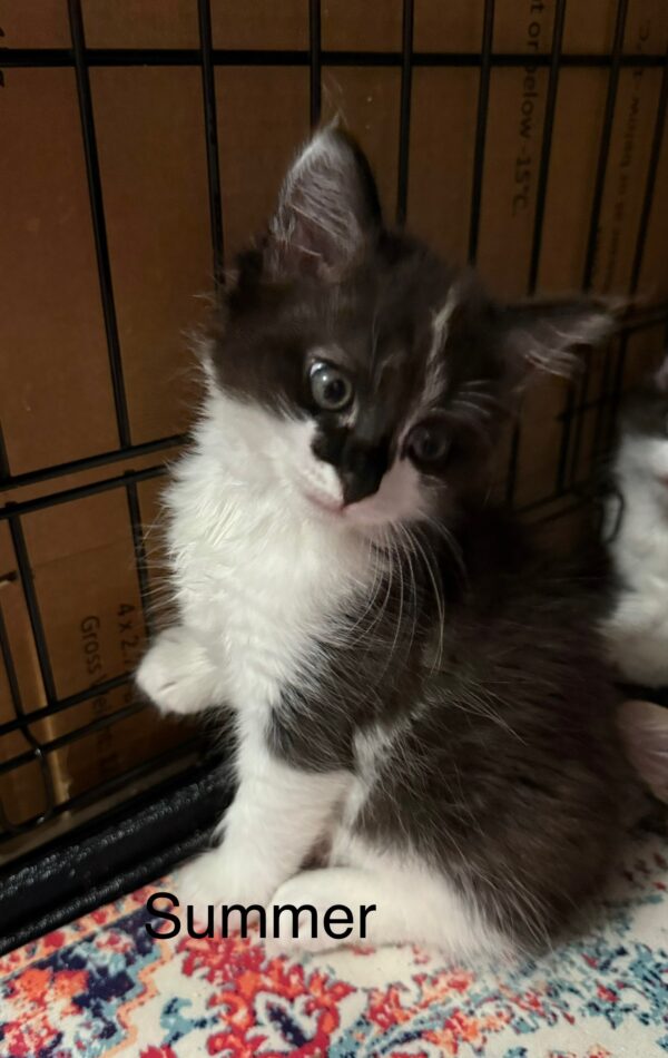 Sammy - sweet patchy boy - Image 3