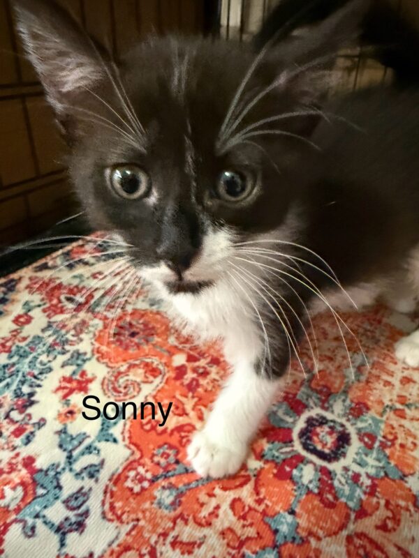Sonny - adventurous and inquisitive kitten - Image 4