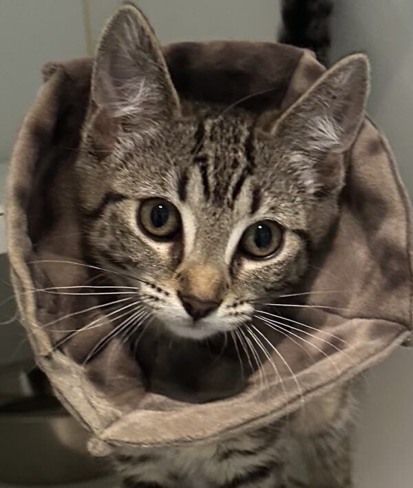 Tango - sweet curious kitten - Image 5