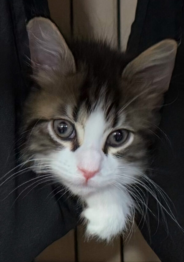 August - charming, playful boy