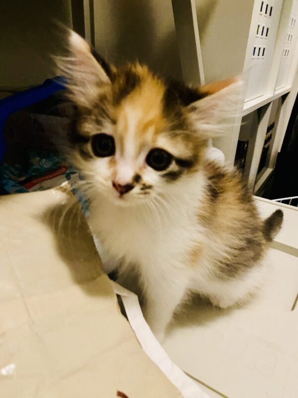Eliza - sweet and curious - Image 2