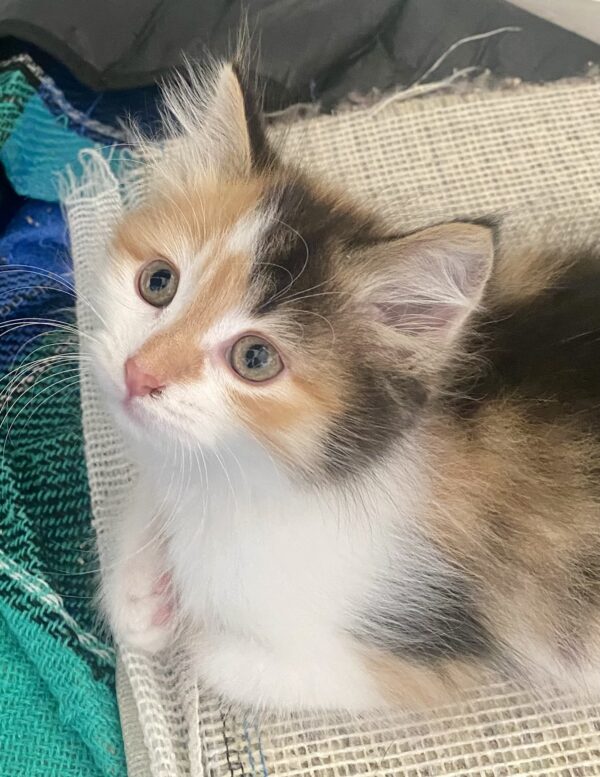 Elsie - adorable calico girl