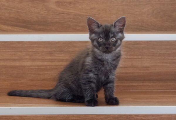 Ollie and Mowgli- super friendly people kittens - Image 2