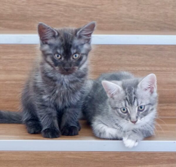 Ollie and Mowgli- super friendly people kittens