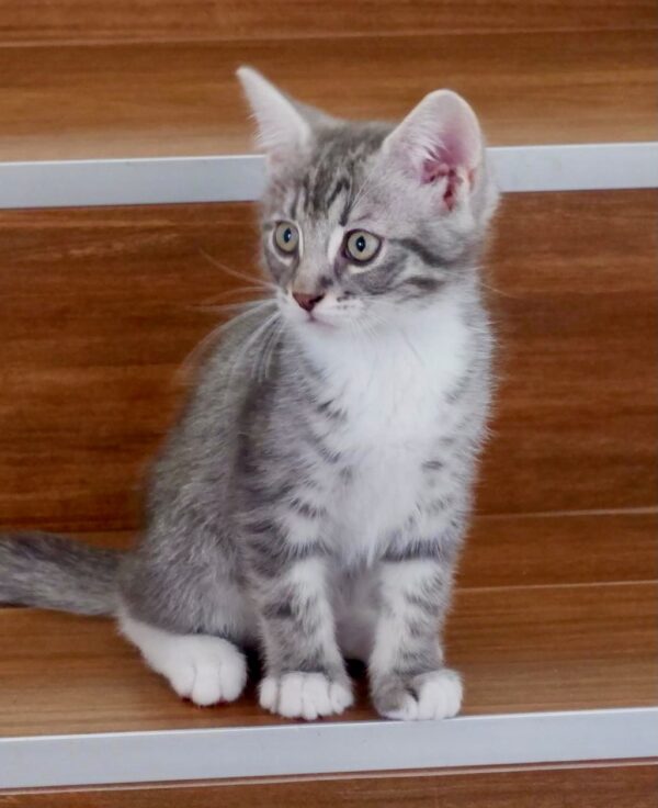 Ollie and Mowgli- super friendly people kittens - Image 3