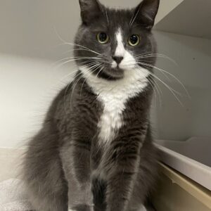 Darcy - a social boy with a big personality