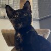 Pepita - Playful, Loving Kitten