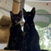 Pepita - Playful, Loving Kitten - Image 3
