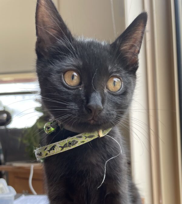 Tar - affectionate kitten