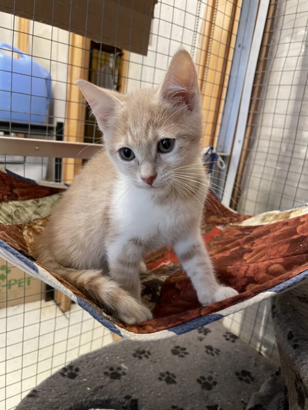 Cheesecake - as sweet as his name