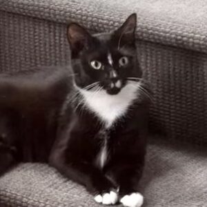 Meggie - loyal companion