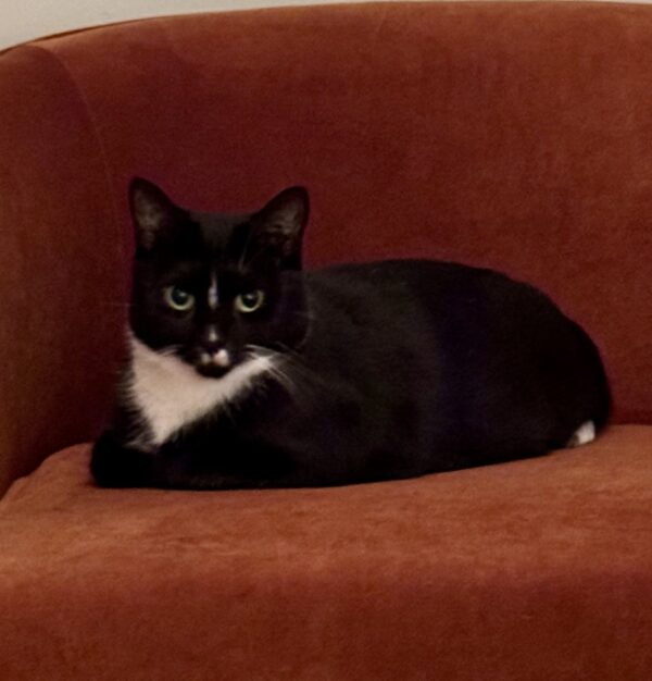Meggie - loyal companion - Image 3