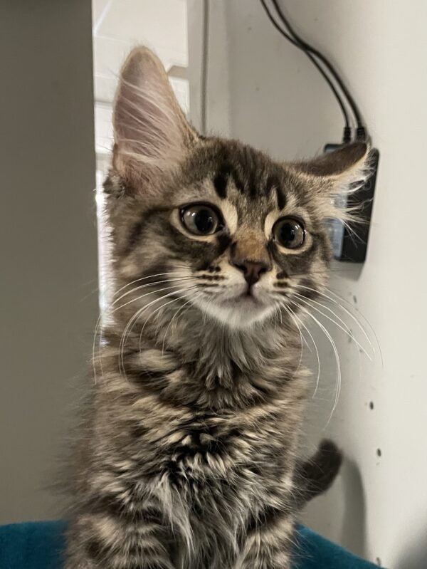 Lil’ Lion - adventurous boy - Image 2
