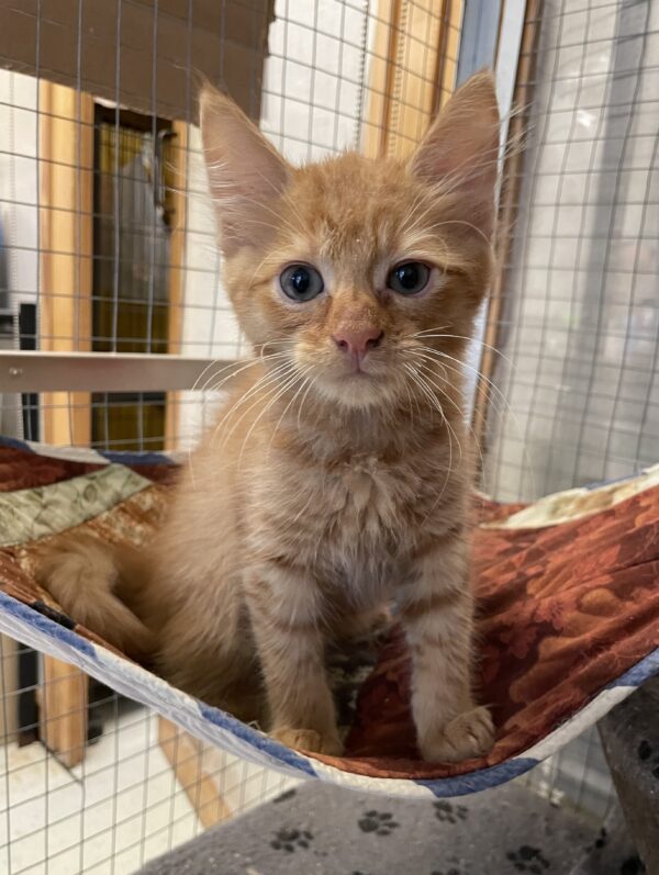 Beanie - adorable ginger kitten