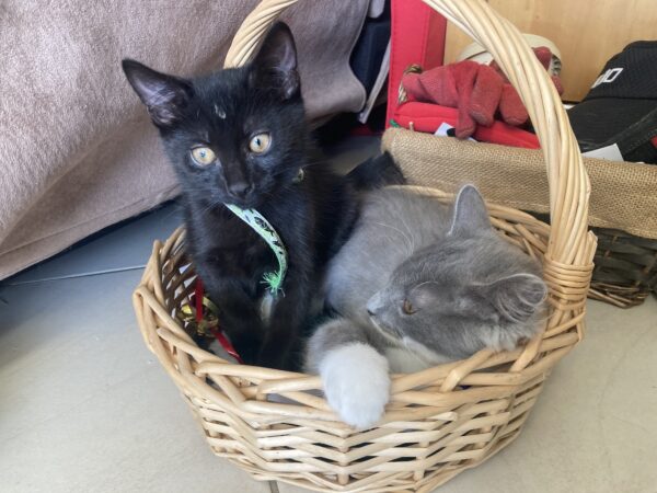 Tar - affectionate kitten - Image 4