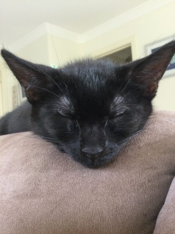 Tar - affectionate kitten - Image 2