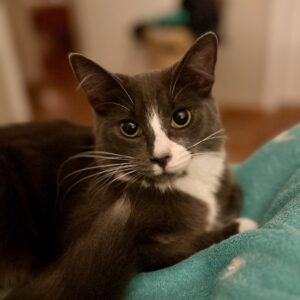 Darcy - a social boy with a big personality