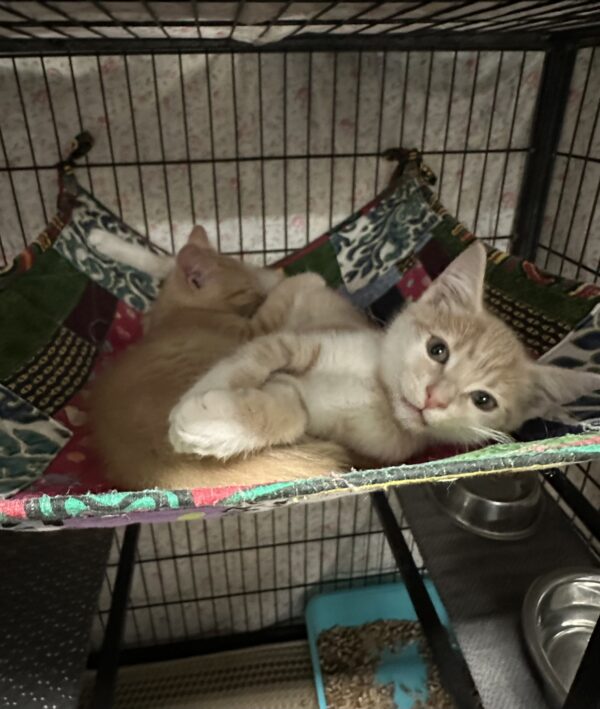 Waffle -playful and curious - Image 2