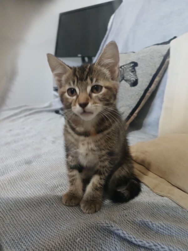 Paola - Gentle Soul with a Playful Side