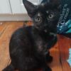 Pepita - Playful, Loving Kitten - Image 2