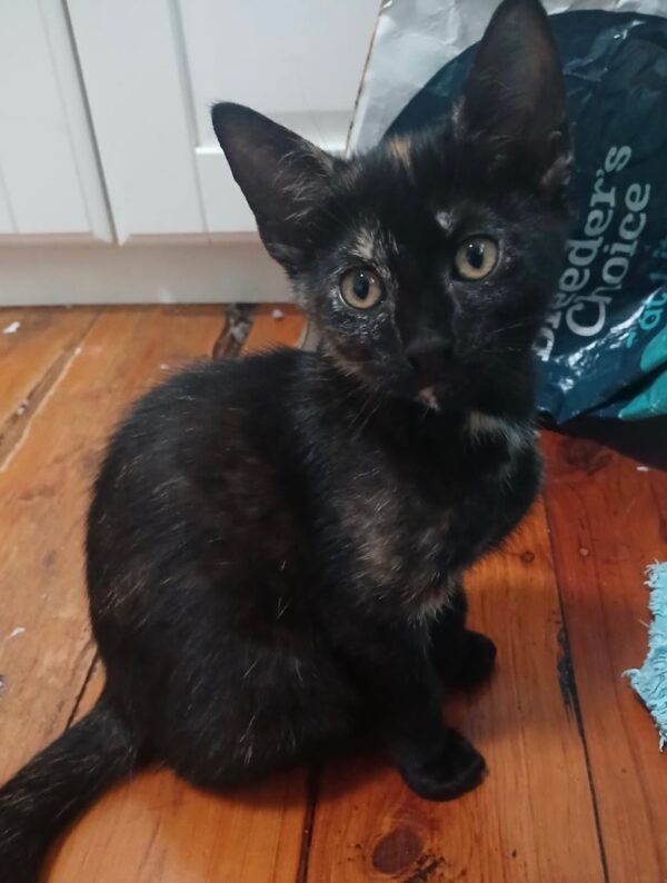 Pepita - Playful, Loving Kitten - Image 2