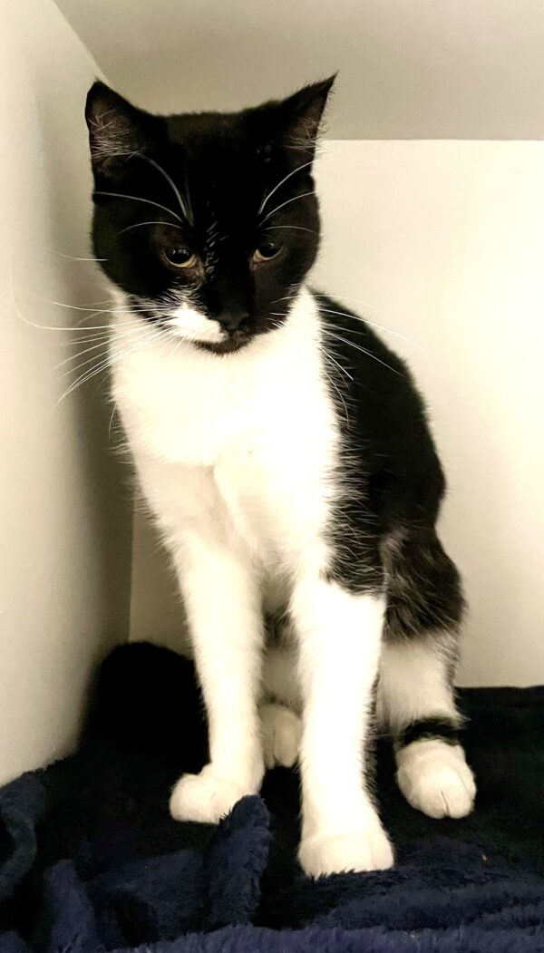 Pepper – A Striking Soul Ready for a Second Chance 🐾