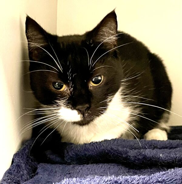 Pepper – A Striking Soul Ready for a Second Chance 🐾 - Image 2