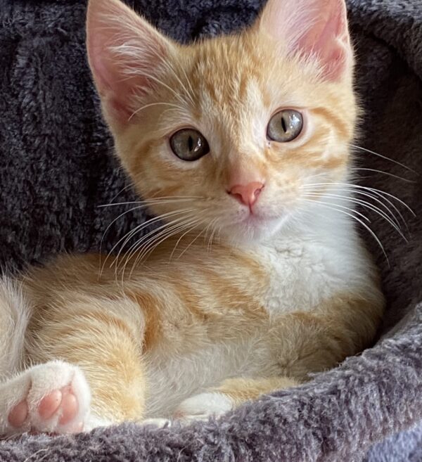 Saoirse - very playful and independant