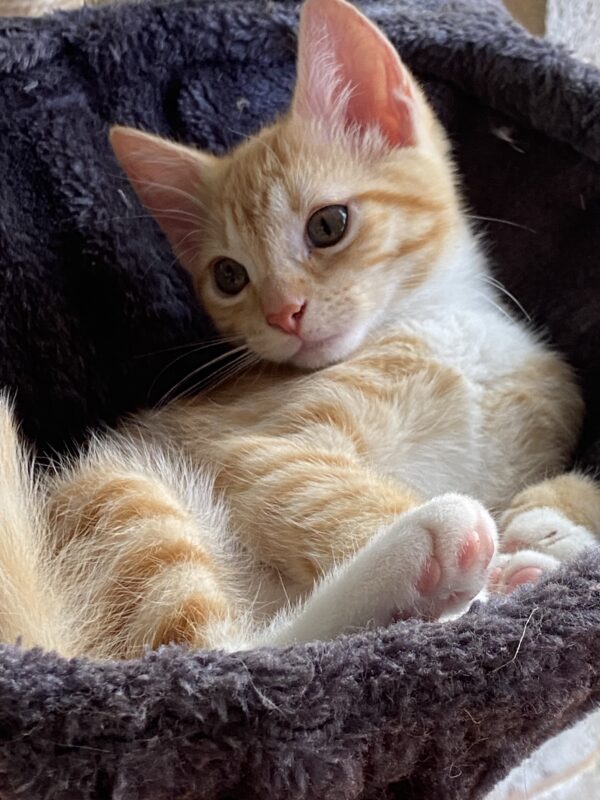 Saoirse - very playful and independant - Image 2
