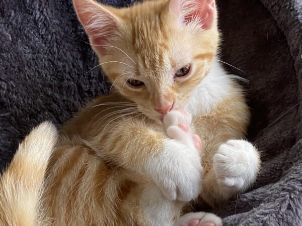 Saoirse - very playful and independant - Image 3