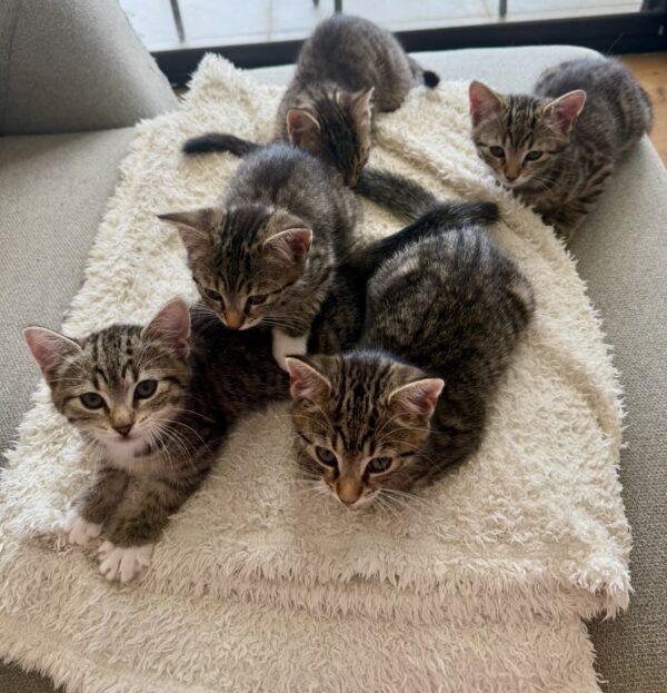 Mario - purring machine - Image 3